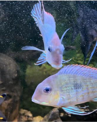 Pesci Tropicali Geophagus Pyrocephalus