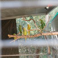 Parrocchetti da colare