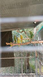 Parrocchetti da colare