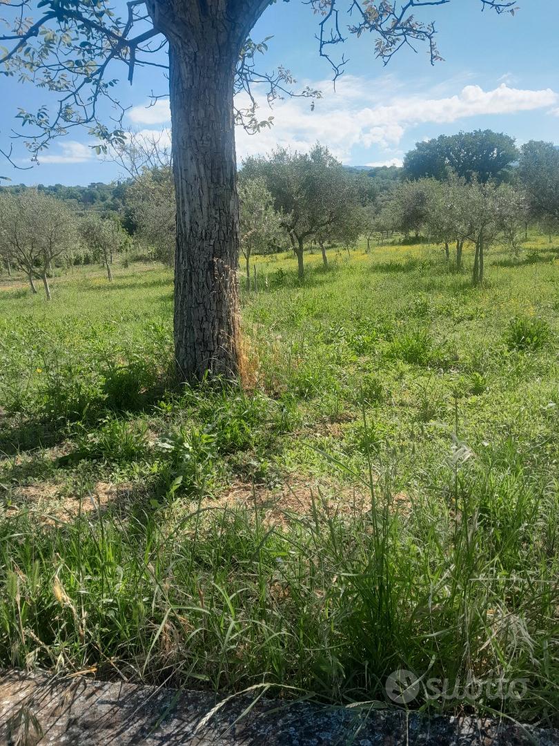 Terreno. Agticolo - Vista 6