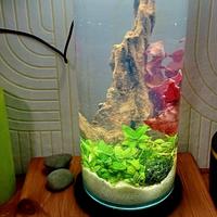 mini aquario per betta