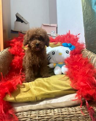 Barboncini di 4 mesi con pedigree enci