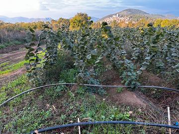 Piante di nocciolo