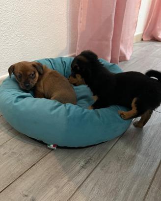 Cucciolo di 3 mesi ?