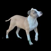Pitbull ukc