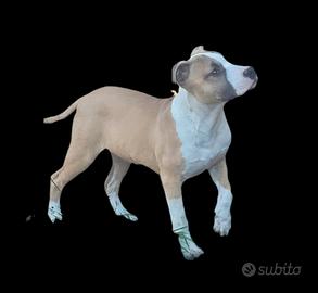 Pitbull ukc
