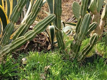 Cactus alto m 1.20 in vaso