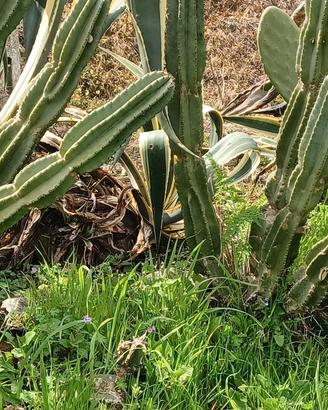 Cactus alto m 1.20 in vaso