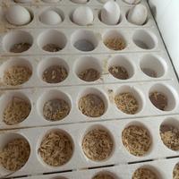 Disponibilità di uova