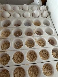 Disponibilità di uova