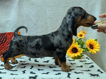 Bassotto tedesco standard pelo corto pedigree ENCI