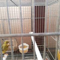 Canarini allevati a mano