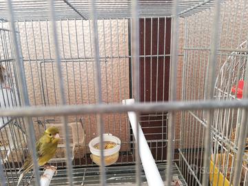 Canarini allevati a mano