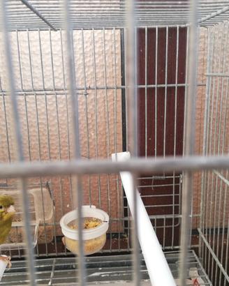 Canarini allevati a mano