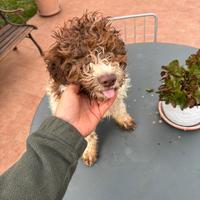 Vendita cani da caccia al tartufo