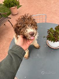 Vendita cani da caccia al tartufo