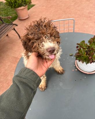 Vendita cani da caccia al tartufo