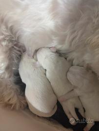 Maltese
