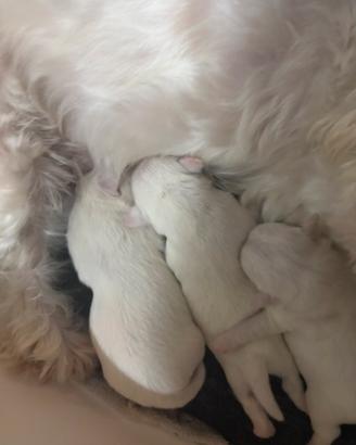 Maltese