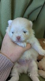 Volpino Pomerania TOY maschio bianco