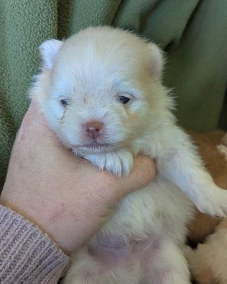 Volpino Pomerania TOY maschio bianco