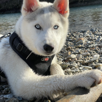 Cucciolo di husky