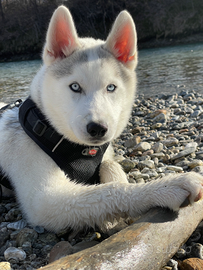 Cucciolo di husky