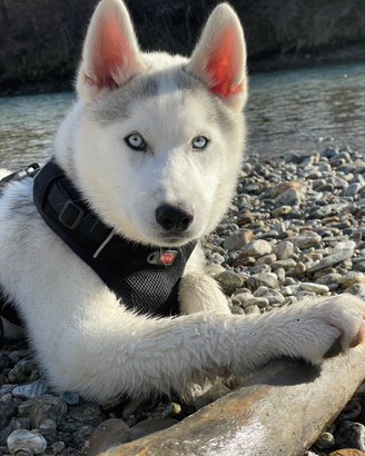 Cucciolo di husky