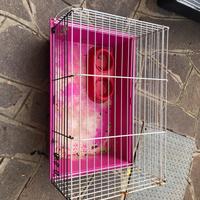 Gabbia per conigli porcellini d’india