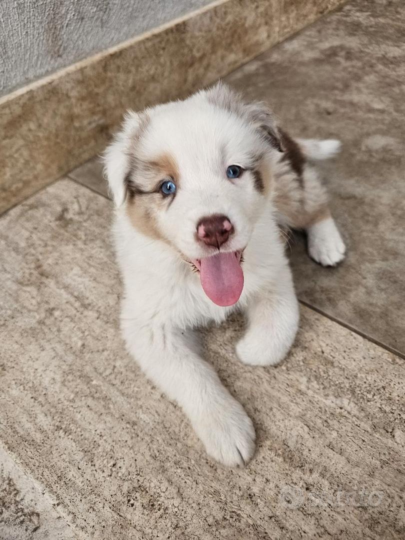 cuccioli pastore australiano - Animali In vendita a Roma