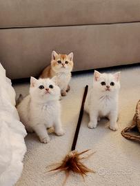Gattini British e Scottish Fold