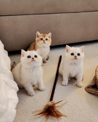 Gattini British e Scottish Fold