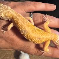 Geco Leopardino femmina