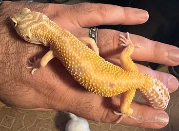 Geco Leopardino femmina