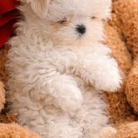 Cuccioli linea coreana