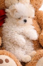 Cuccioli linea coreana