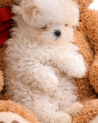 Cuccioli linea coreana