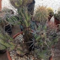 Piante grasse siciliane Opuntia invicta