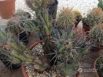 Piante grasse siciliane Opuntia invicta