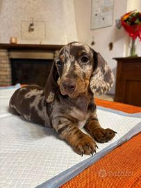 Cucciola di bassotto