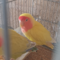 Inseparabili roseicolis