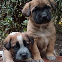 Cuccioli ancora disponibili per adozione gratuita