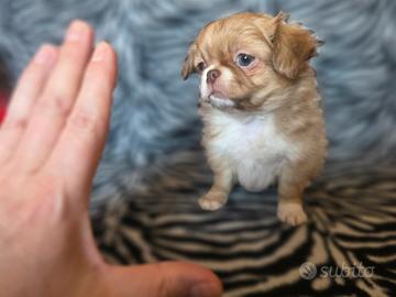 Chihuahua femmina linea russa pelo lungo go toy 70