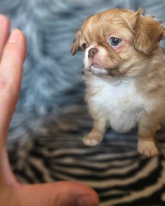 Chihuahua femmina linea russa pelo lungo go toy 70