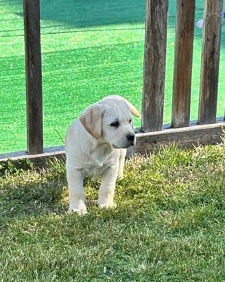 Cuccioli Labrador Retriever