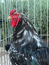 Gallo brahma