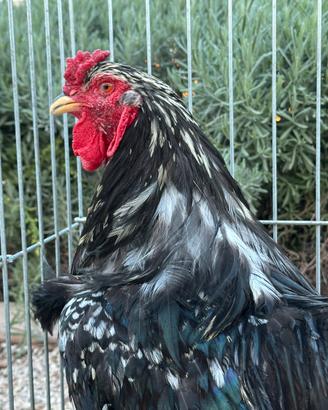 Gallo brahma