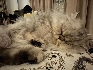 Gatto persiano maschio 3 anni
