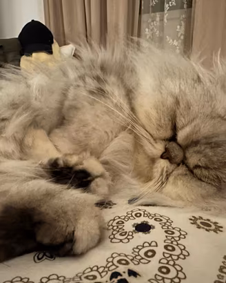 Gatto persiano maschio 3 anni