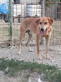 Cane maschio in adozione